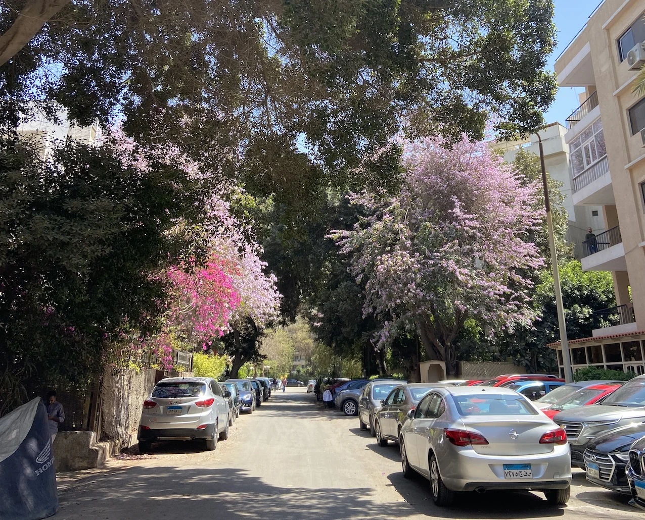 Tree-lined street reference for the campaign