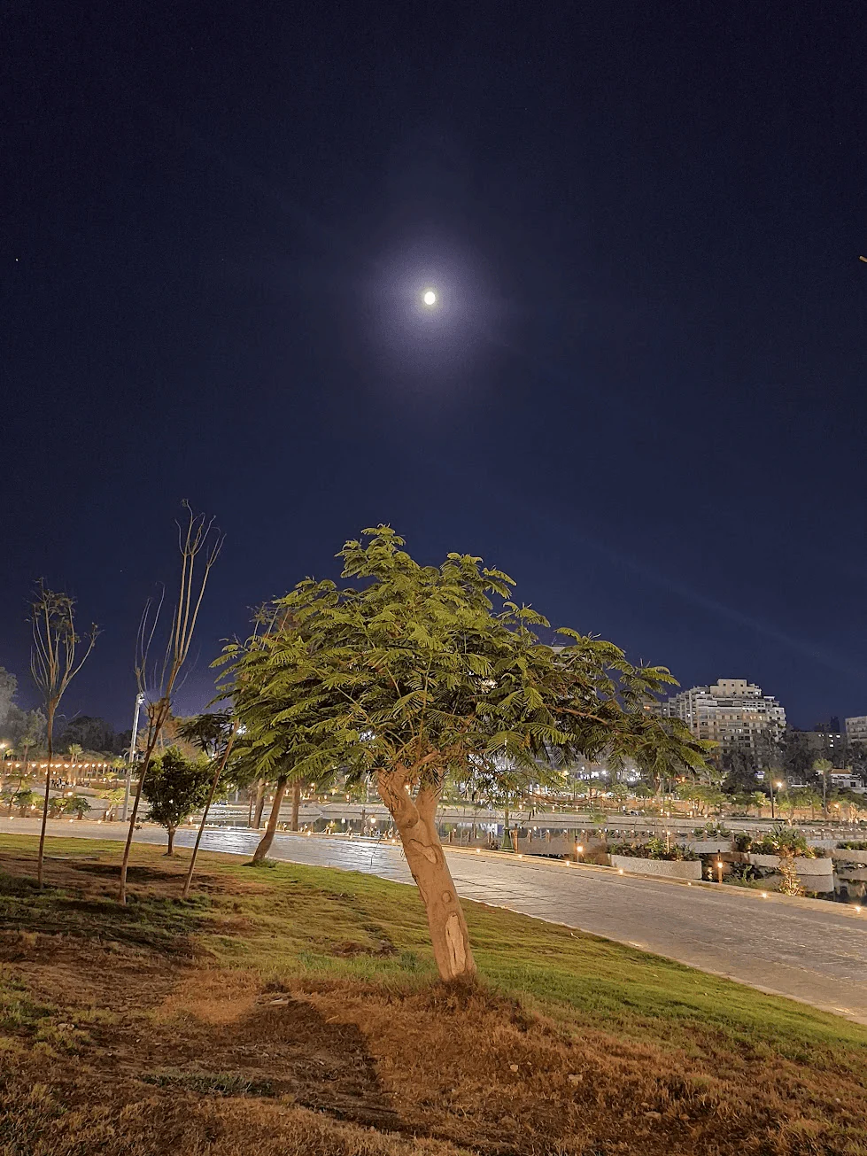 Moonlit park with a tree and city buildings at night